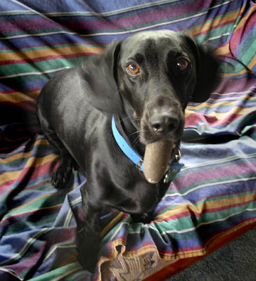 Dudley Dudley